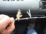 Olivo - Olea europaea. Cosa rara, un ciprs naciendo en una rama de olivo