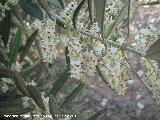 Olivo - Olea europaea. Las Yeseras - Navas de San Juan