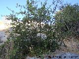 Acebuche - Olea europaea var. sylvestris. Los Villares