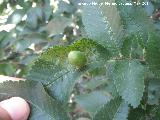 Olmo - Ulmus minor. Agalla. Rinconada de los Acebuches - Jan