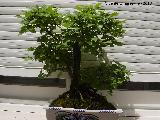 Olmo - Ulmus minor. Bonsai Torredelcampo