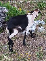 Cabra dom�stica - Capra aegagrus hircus. Benaocaz