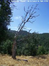 Aldea Los Goldines. rbol muerto como la aldea