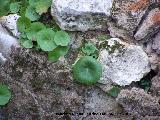 Sombrerillos - Umbilicus horizontalis. Navas de San Juan