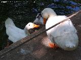 Pjaro Pato domstico
