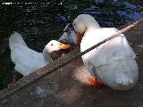 Pjaro Pato domstico - Anas platyrhynchos domesticus. Carmen de los Mrtires - Granada