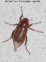 Escarabajo sanjuanero - Serica sp.. Aldea Morrin - Yeste