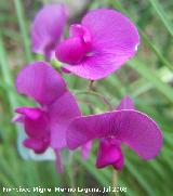 Albejana basta - Lathyrus latifolius. Segura