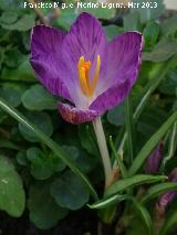 Crocus - Crocus sp.. 