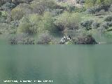 Isla del Quiebrajano. Con el pantano a su mximo nivel