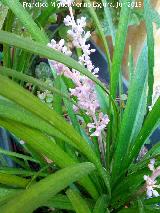 Ophiopogon japonicus - Ophiopogon japonicus. Capullos