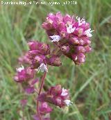 Organo - Origanum vulgare. Segura