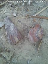 Cerro Zumbel. Rocas curiosas