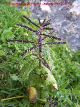 Ortiga mayor - Urtica dioica. La Mella - Jan