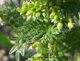 Ortiga menor - Urtica Urens. Baeza