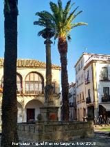 Palmera datilera - Phoenix dactylifera. Baeza