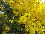 Mimosa - Acacia dealbata. Flor. Jan