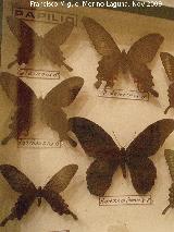 Museo de Ciencias Naturales. Mariposas