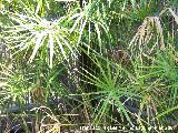 Papiro - Cyperus papyrus. Granada