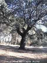 Cortijo de Torre Alver. Encina