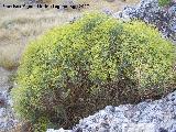 Pendejo - Bupleurum spinosum. Los Villares