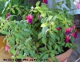 Pendientes de la reina - Fuchsia hybrida. Los Villares