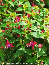 Pendientes de la reina - Fuchsia hybrida. Ja�n