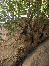 Almez - Celtis australis. Espectacular donde ha nacido este rbol, en una grieta de una roca. Los Villares