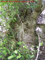 Almez - Celtis australis. Tronco. Barranco de la Tinaja - Jan