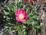 Peona - Paeonia officinalis. Cerro Montaes - Jan