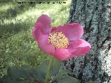 Peona - Paeonia officinalis. Caada de las Hazadillas (Jan)