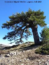 Pinar del Caba�as. Pino Bandera de la Loma de Cagasebo