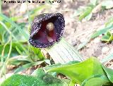 Candilillos - Arisarum vulgare. Navas de San Juan