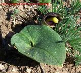 Candilillos - Arisarum vulgare. Navas de San Juan