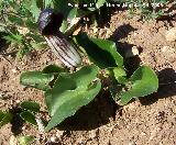 Candilillos - Arisarum vulgare. Navas de San Juan