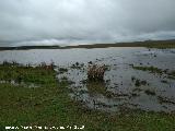 Laguna de los Perales. 