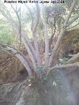 La Osera. Árbol