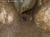 Cueva de la Murcielaguina. Araña