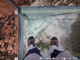 Caminito del Rey. Balcón de cristal en el Desfiladero de los Gaitanes