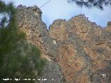 Pájaro Buitre leonado - Gyps fulvus. Buitreras. El Malandante - Yeste