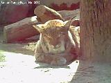 Lince boreal - Lynx lynx. Córdoba