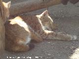 Lince boreal - Lynx lynx. Córdoba