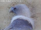 Pájaro Buitre leonado - Gyps fulvus. Córdoba