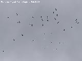 Pájaro Buitre leonado - Gyps fulvus. Cerro de la Caldera - Santisteban del Puerto