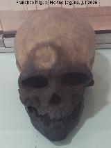 Cueva de las Ventanas. Cráneo de Homo Sapiens. Museo de Píñar