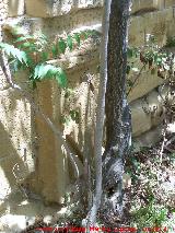 Ermita-Hospedería Madre de Dios del Campo. Decoración de la base de las pilastras