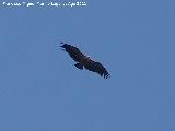 Pájaro Buitre leonado - Gyps fulvus. El Calarico - Santiago Pontones