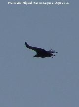 Pájaro Buitre leonado - Gyps fulvus. El Calarico - Santiago Pontones