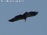 Pájaro Buitre leonado - Gyps fulvus. El Calarico - Santiago Pontones