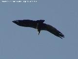 Pájaro Buitre leonado - Gyps fulvus. El Calarico - Santiago Pontones